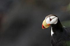 Horned Puffin